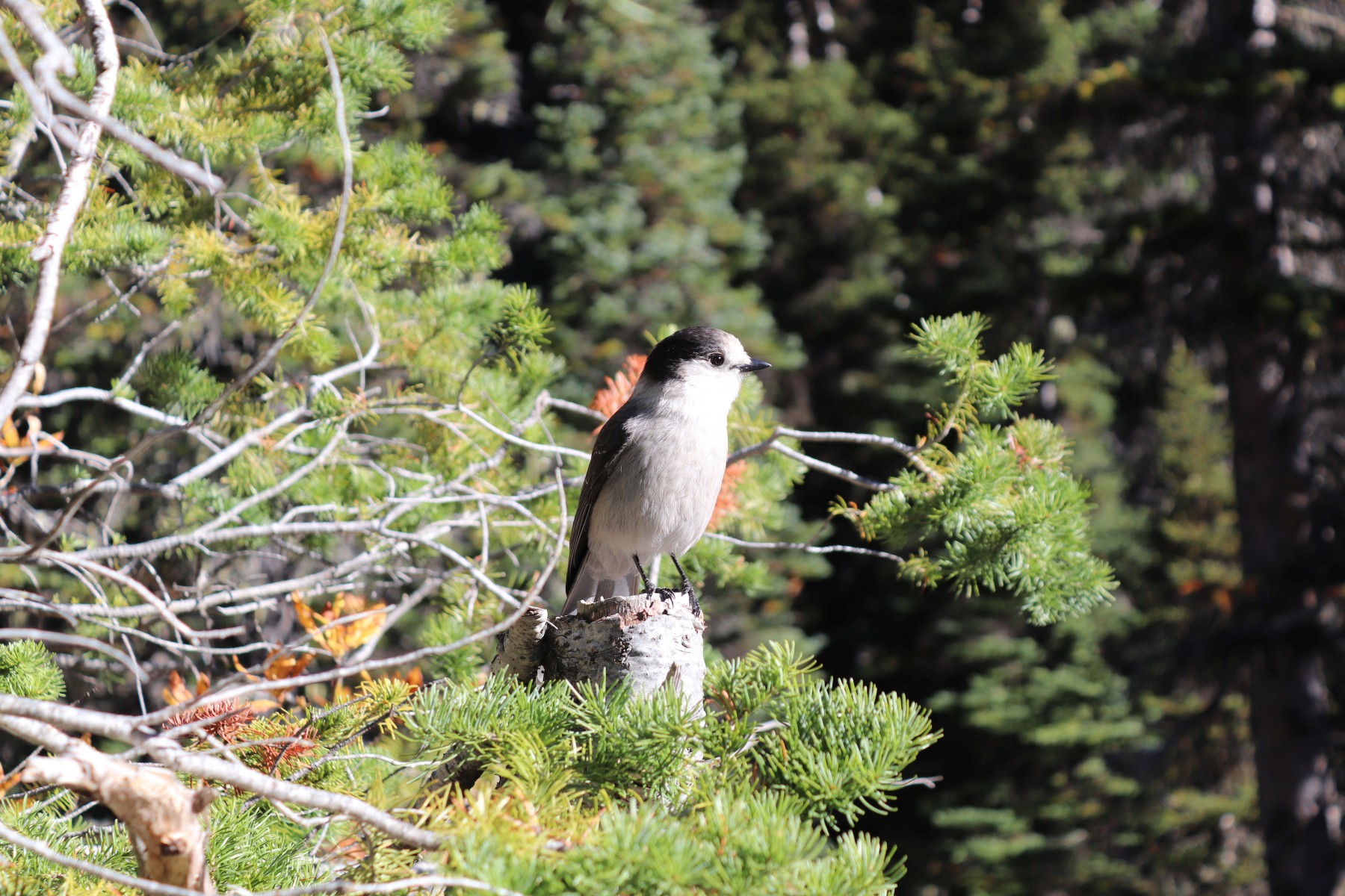 Vogel am Joffre Middle Lake