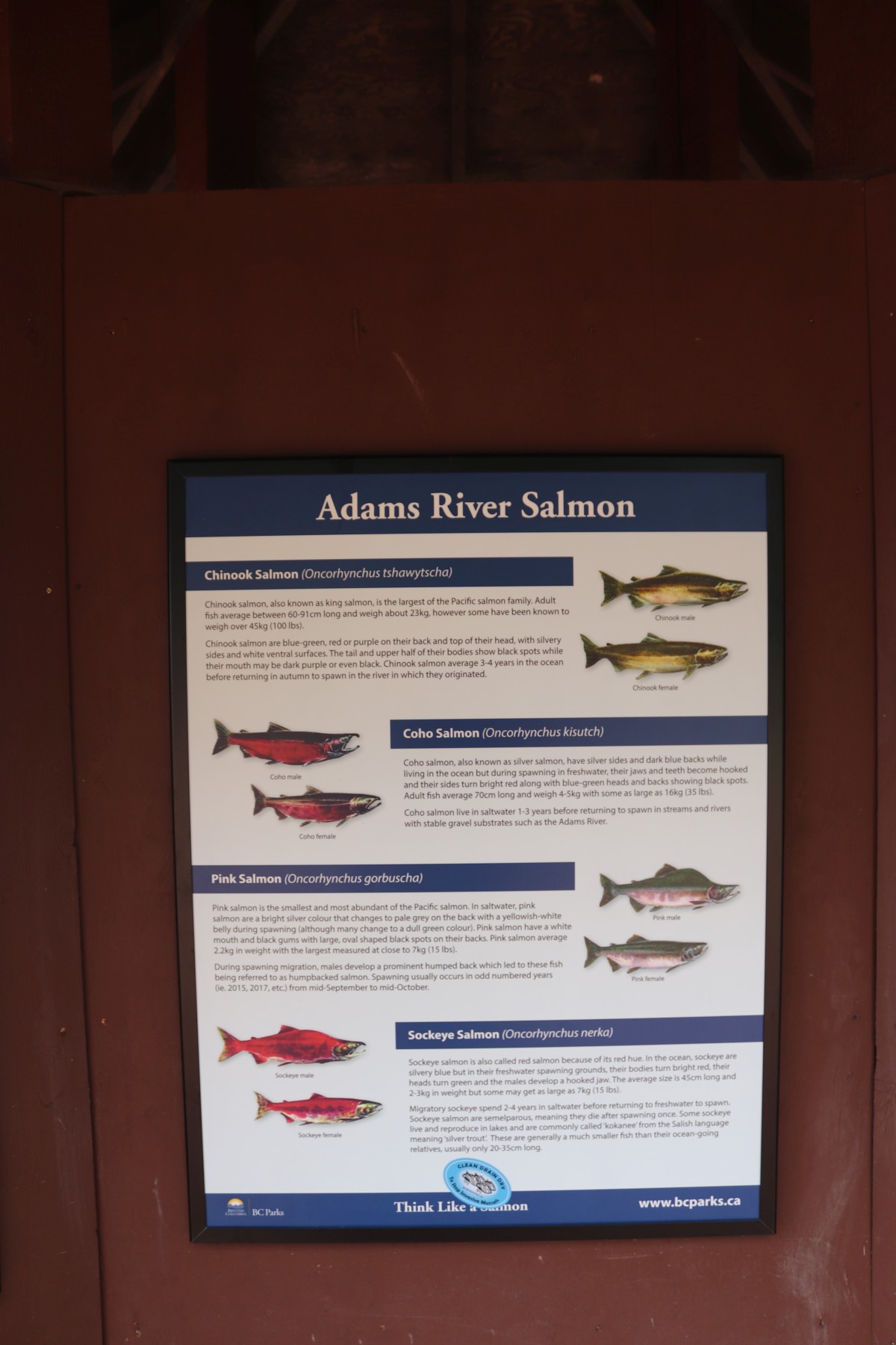 Adams River Salmon