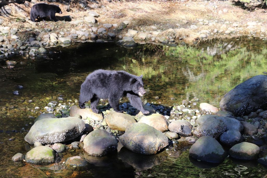 Thornton Creek Hatchery