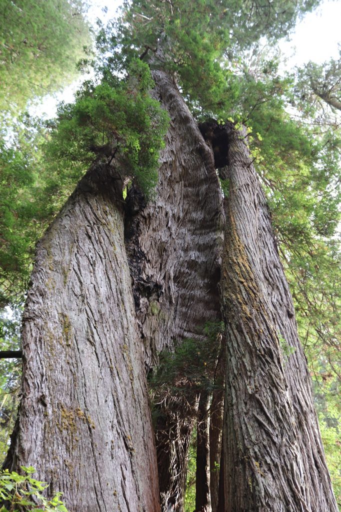 Corkscrew Tree