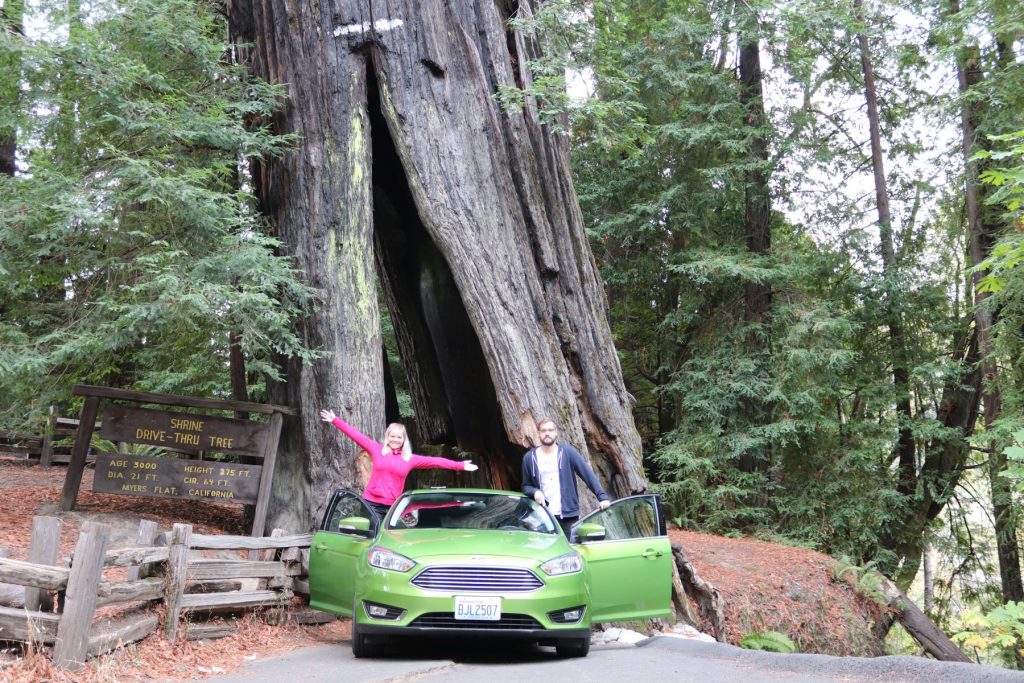 Avenue of the Giants