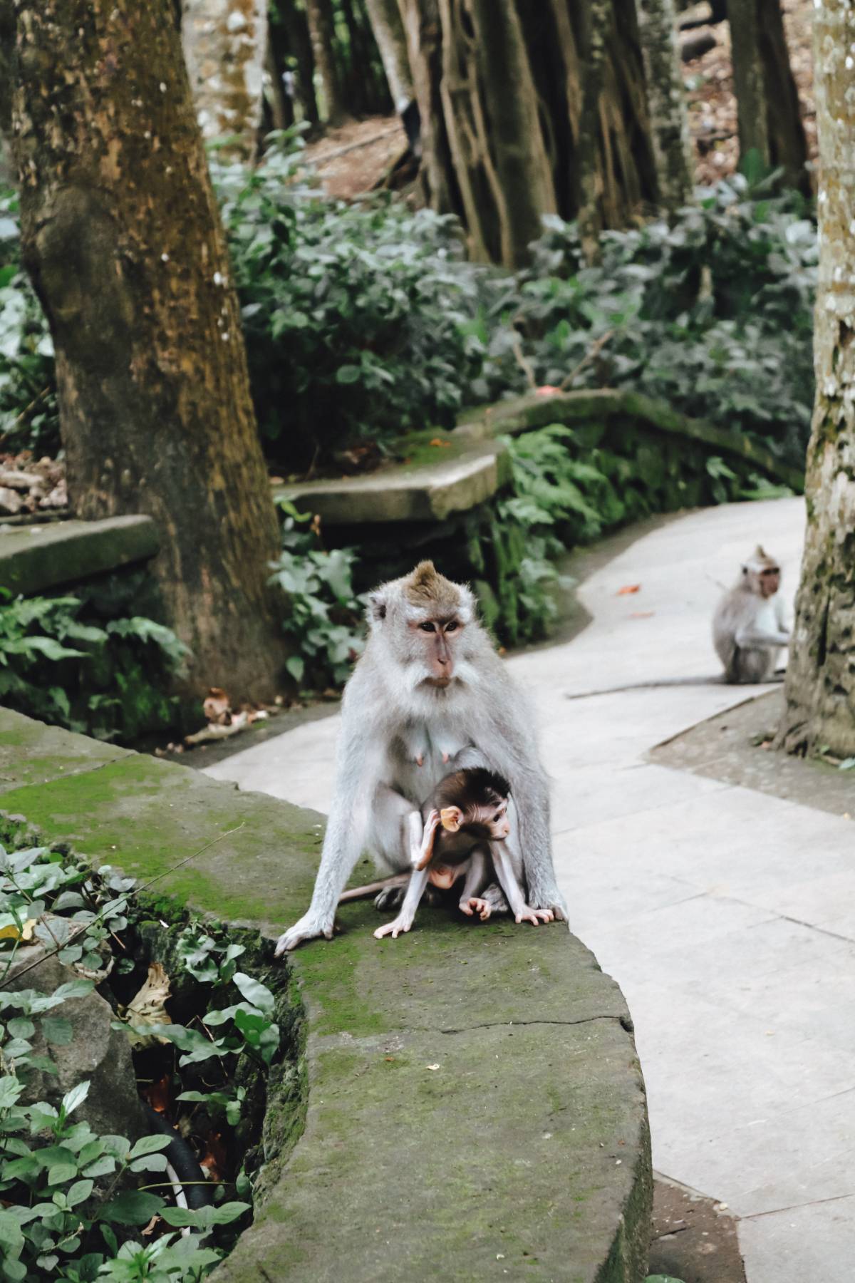 Monkey Forest